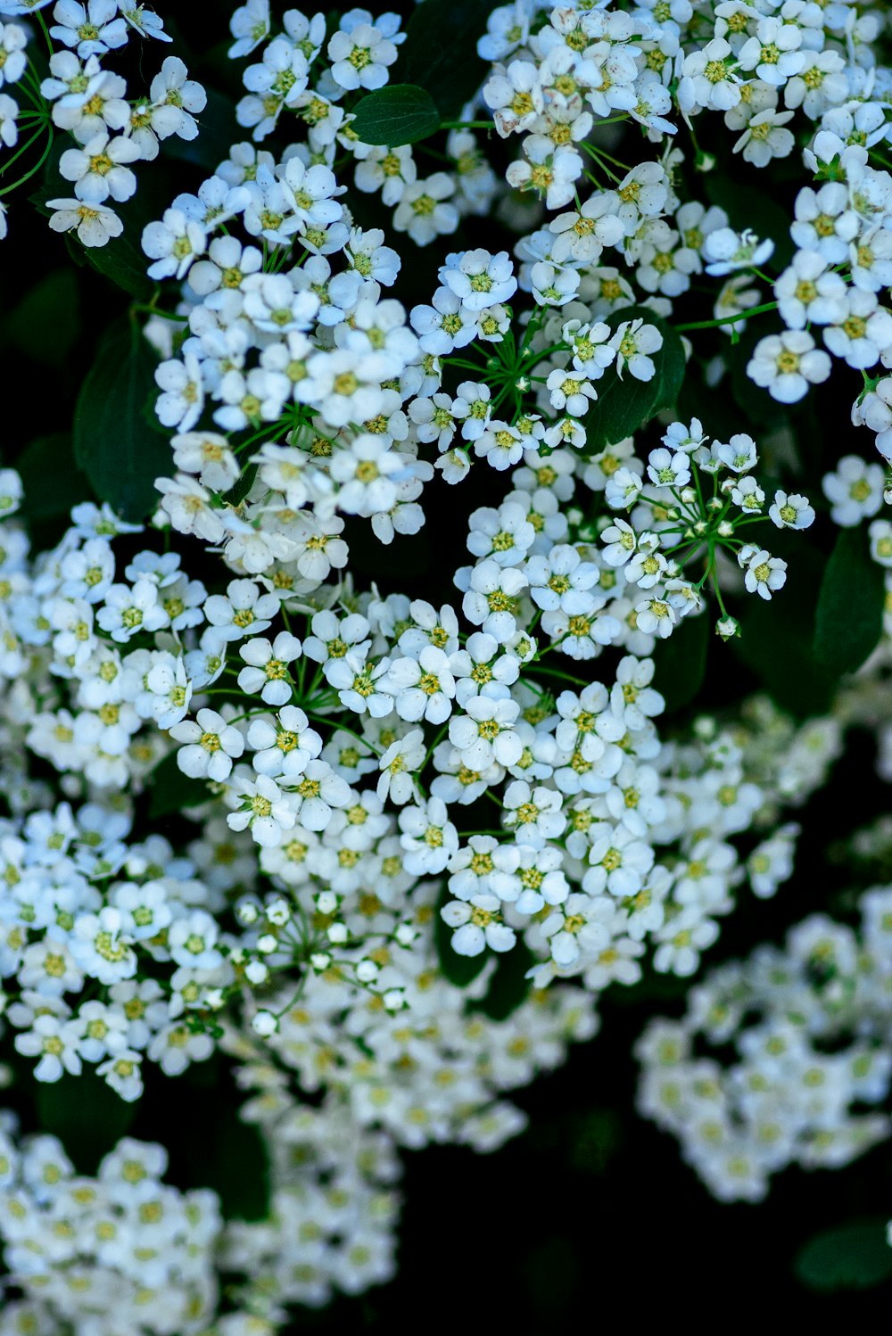 a bunch of white flowers with green leaves