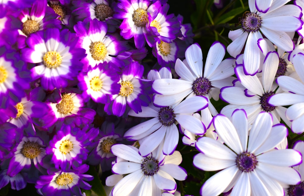 a bunch of white and purple flowers with yellow centers