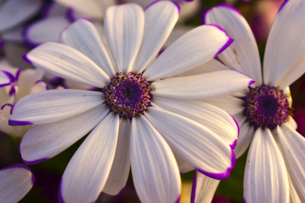 a group of white flowers with purple centers