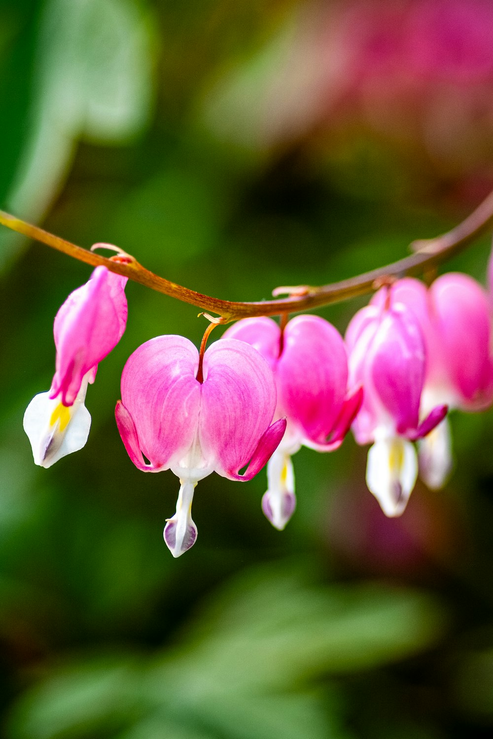 a bunch of pink flowers hanging from a branch