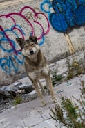 A stray dog stands on a cracked concrete surface with weeds growing around. The background features a wall covered in brightly colored blue and pink graffiti.