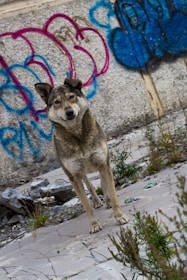 A stray dog stands on a cracked concrete surface with weeds growing around. The background features a wall covered in brightly colored blue and pink graffiti.