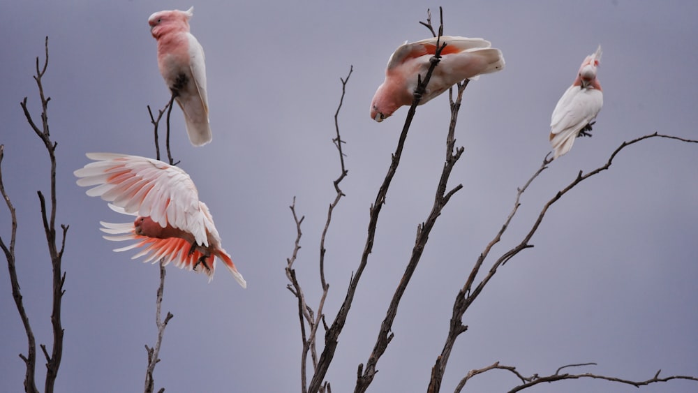 a flock of birds sitting on top of a tree