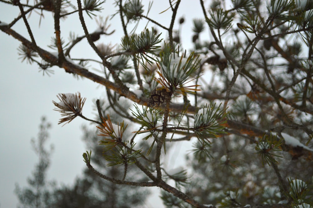 a branch of a pine tree covered in snow