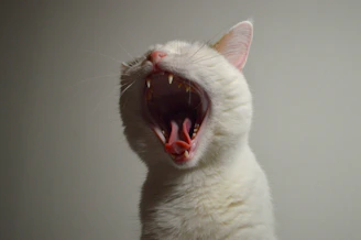 Close-up of a cat receiving a dental cleaning with specialized tools.