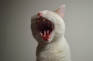 A close-up of a white cat with its mouth wide open, exposing its teeth and tongue. The cat's pink nose and ears are visible against a plain background.