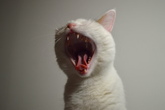 A close-up of a white cat with its mouth wide open, exposing its teeth and tongue. The cat's pink nose and ears are visible against a plain background.