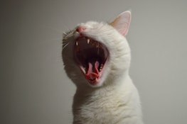 A close-up of a white cat with its mouth wide open, exposing its teeth and tongue. The cat's pink nose and ears are visible against a plain background.