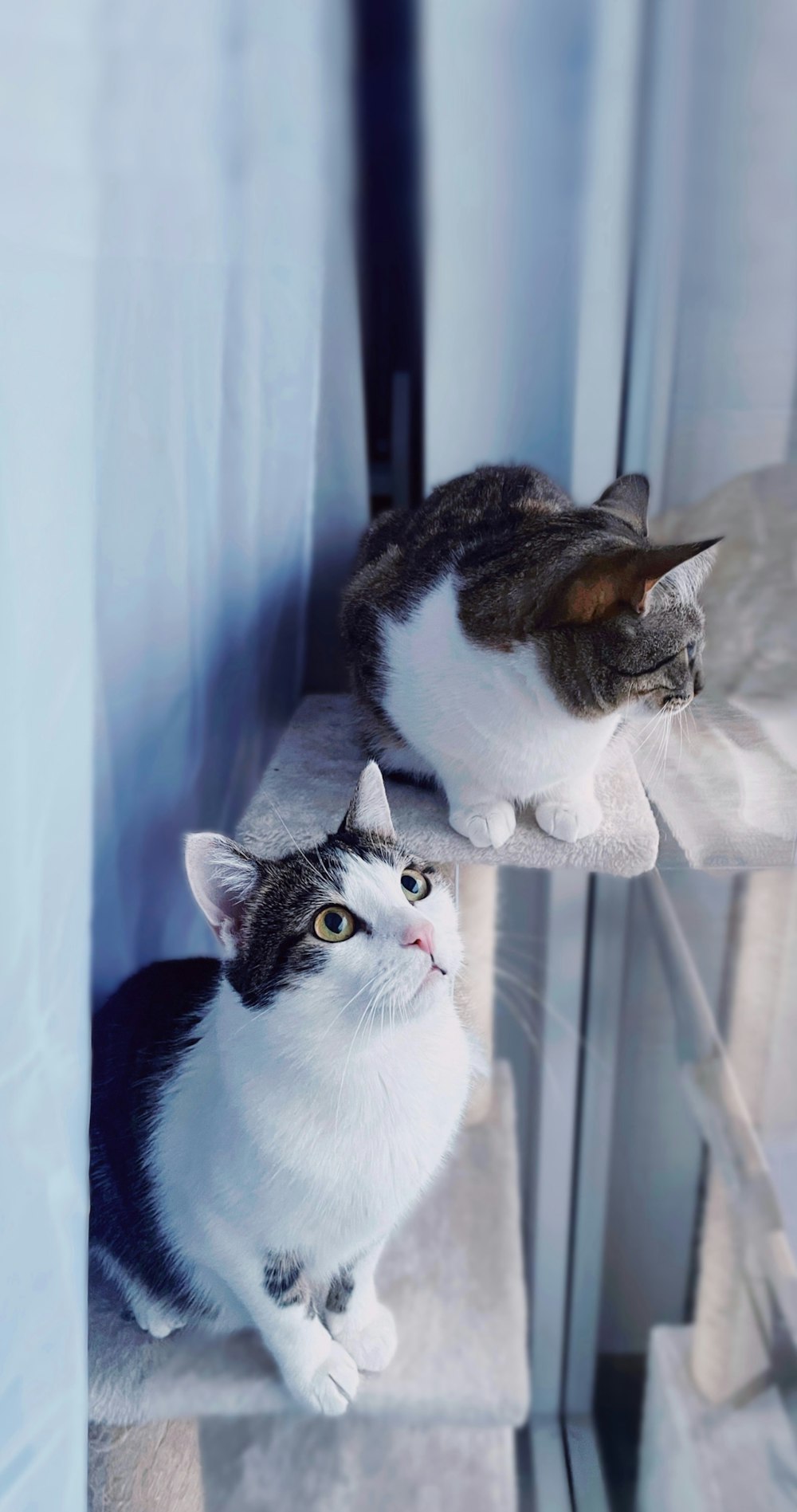 a couple of cats sitting on top of a window sill