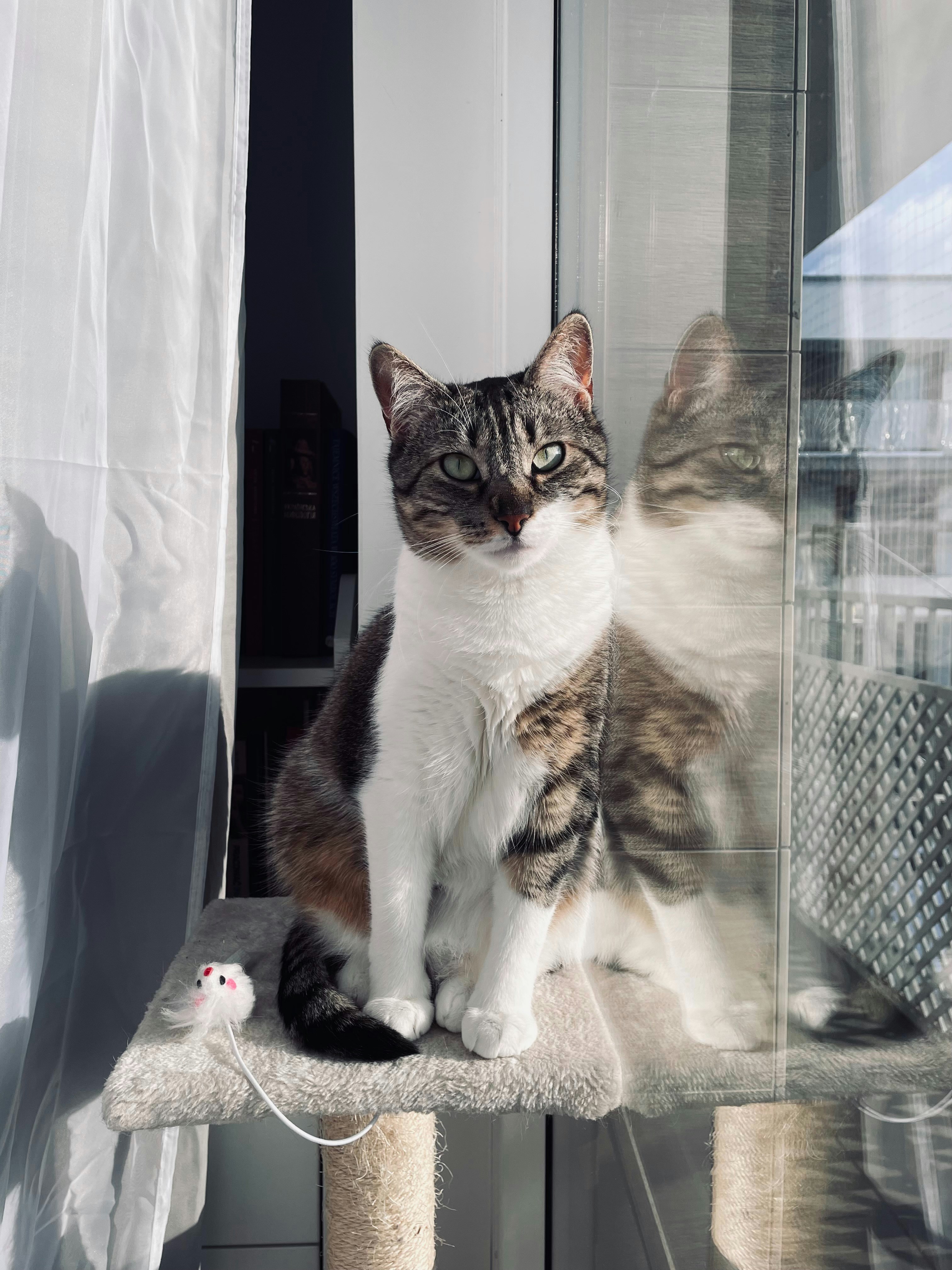 긁는 기둥 위에 앉아있는 고양이