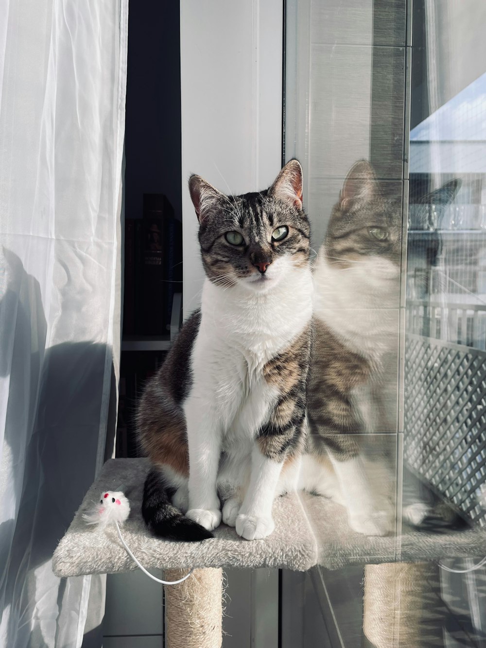 a cat sitting on top of a scratching post