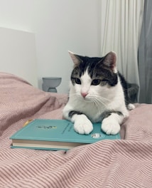 A black and white cat sits comfortably on a bed with a pink and white striped blanket, resting its front paws on a closed book with a blue cover. The background features a white wall and partially visible white and gray curtains.