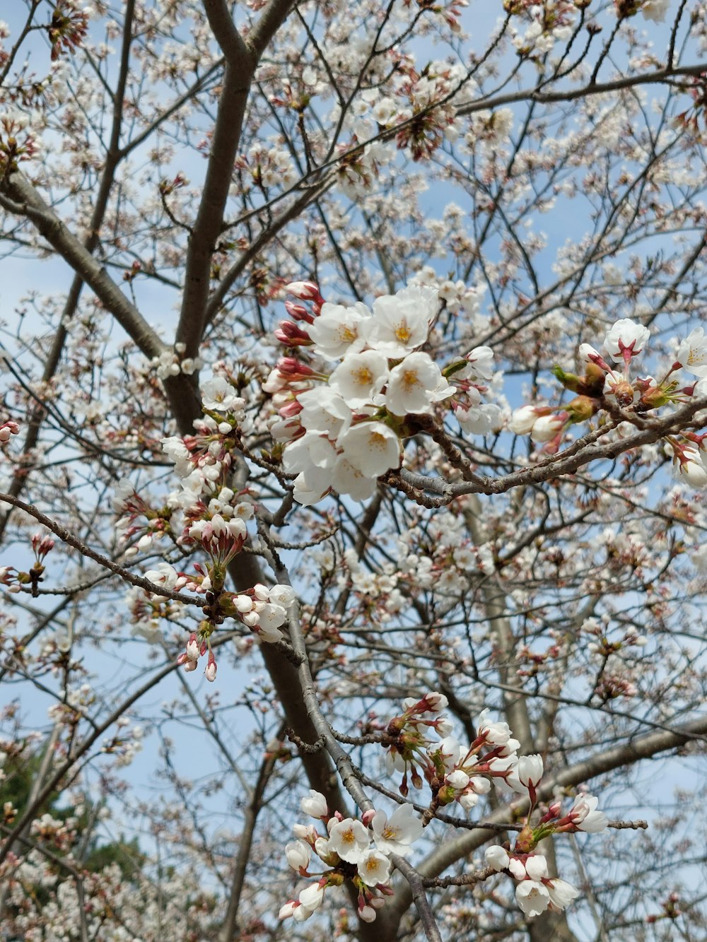 a white flowered tree with lots of white flowers