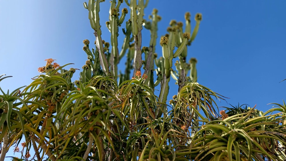 a cactus tree with a blue sky in the background