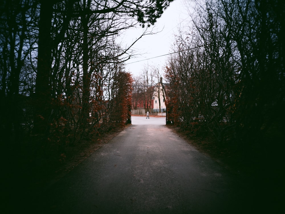 a road surrounded by trees with a person walking in the distance