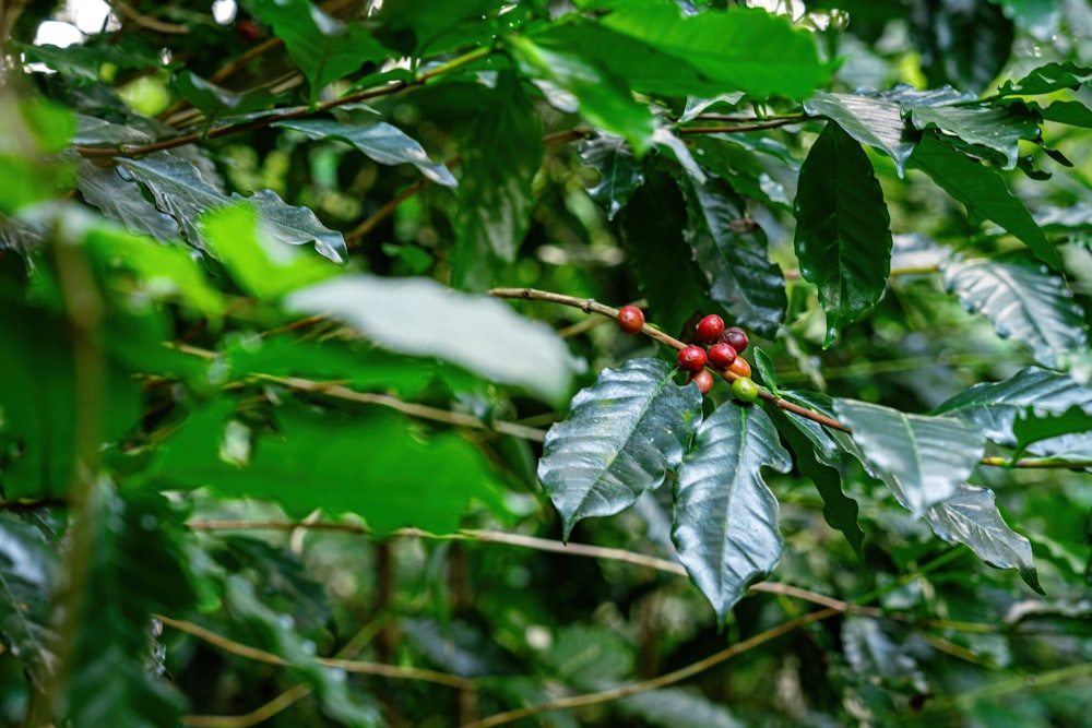 a close up of some leaves and berries on a tree