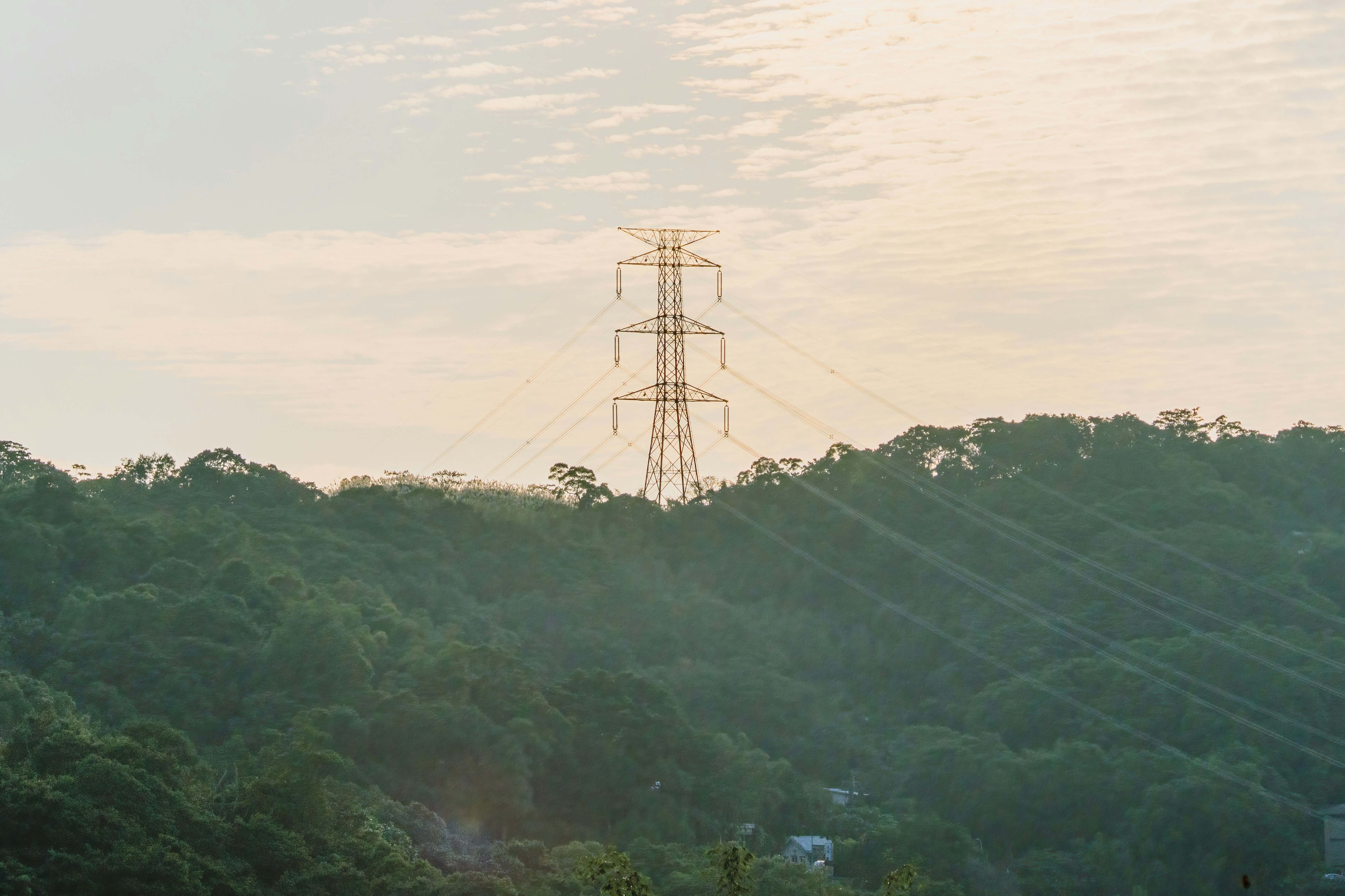 a power line in the middle of a forest