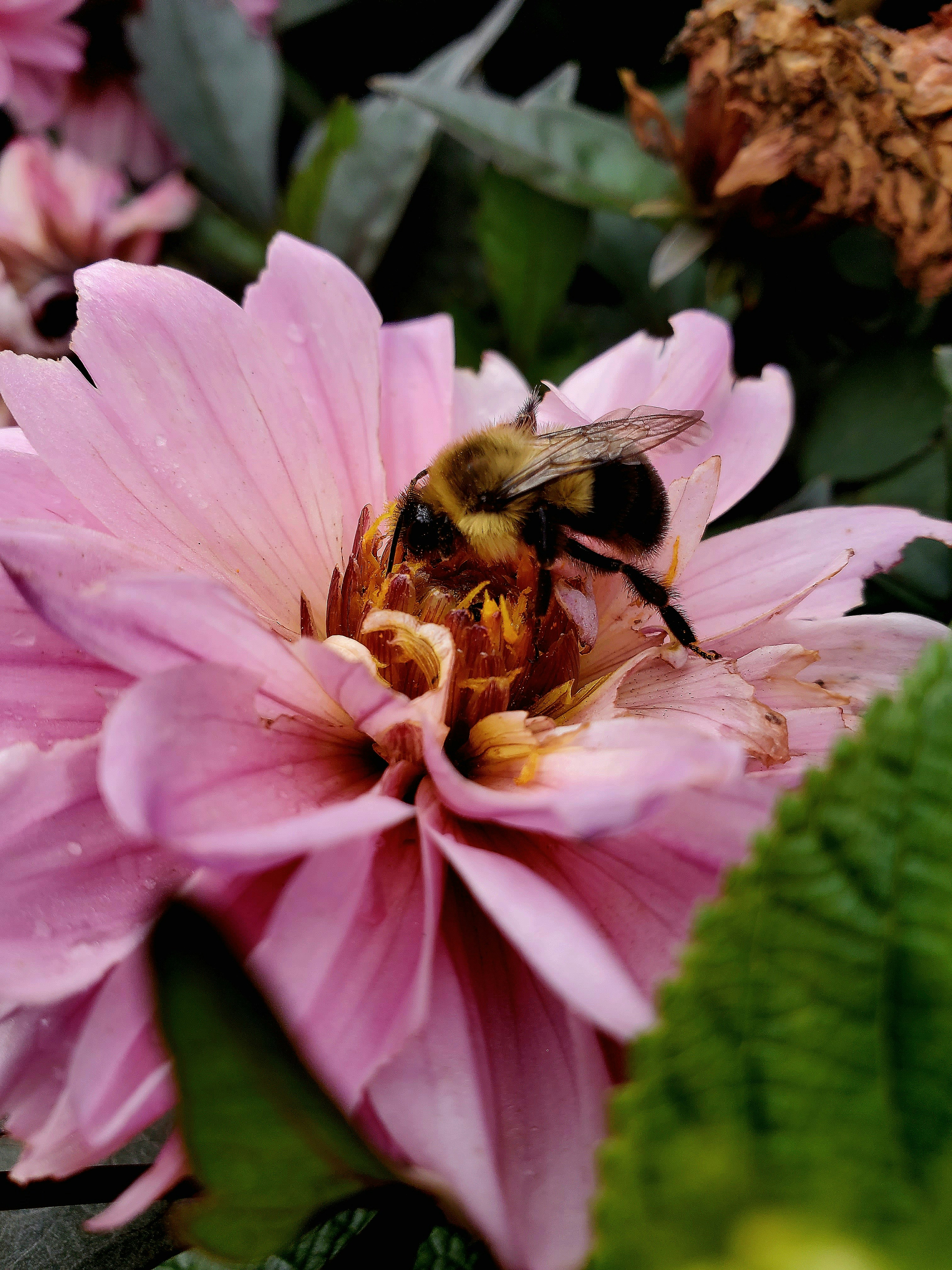 Photo by arts_of_the_rose