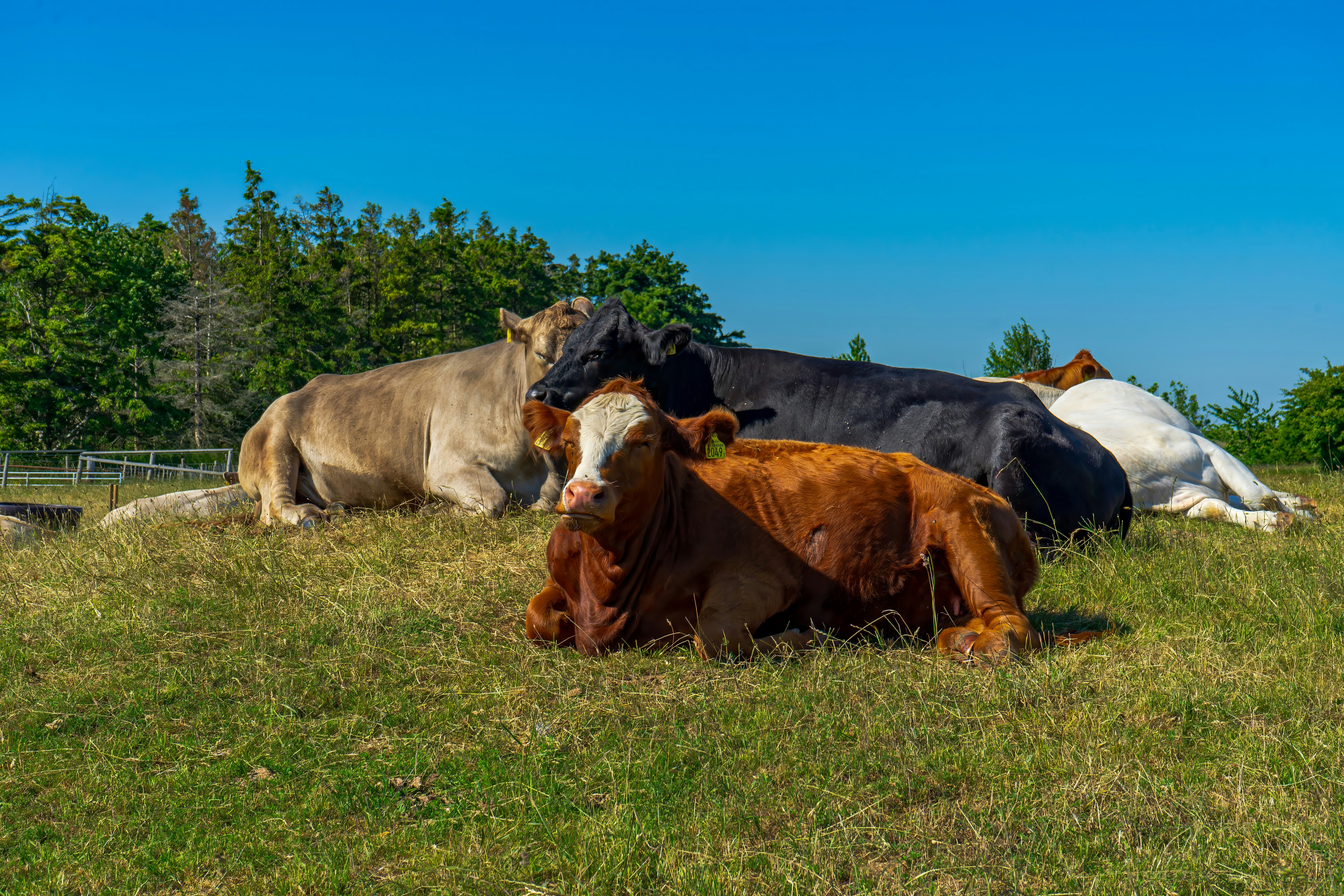 Photo by rasmusandersen