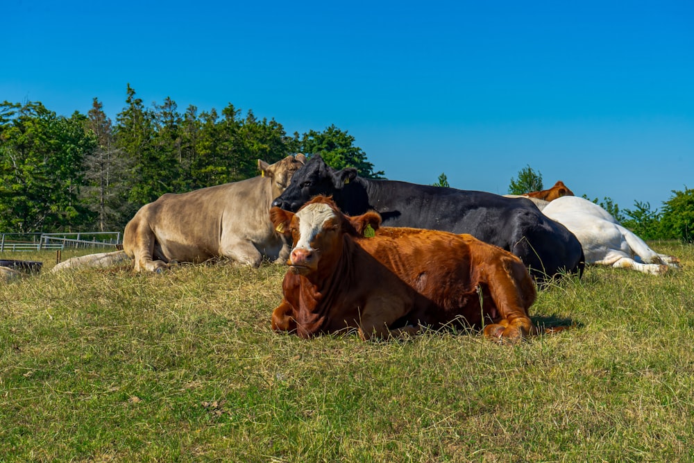 a herd of cattle laying on top of a grass covered field