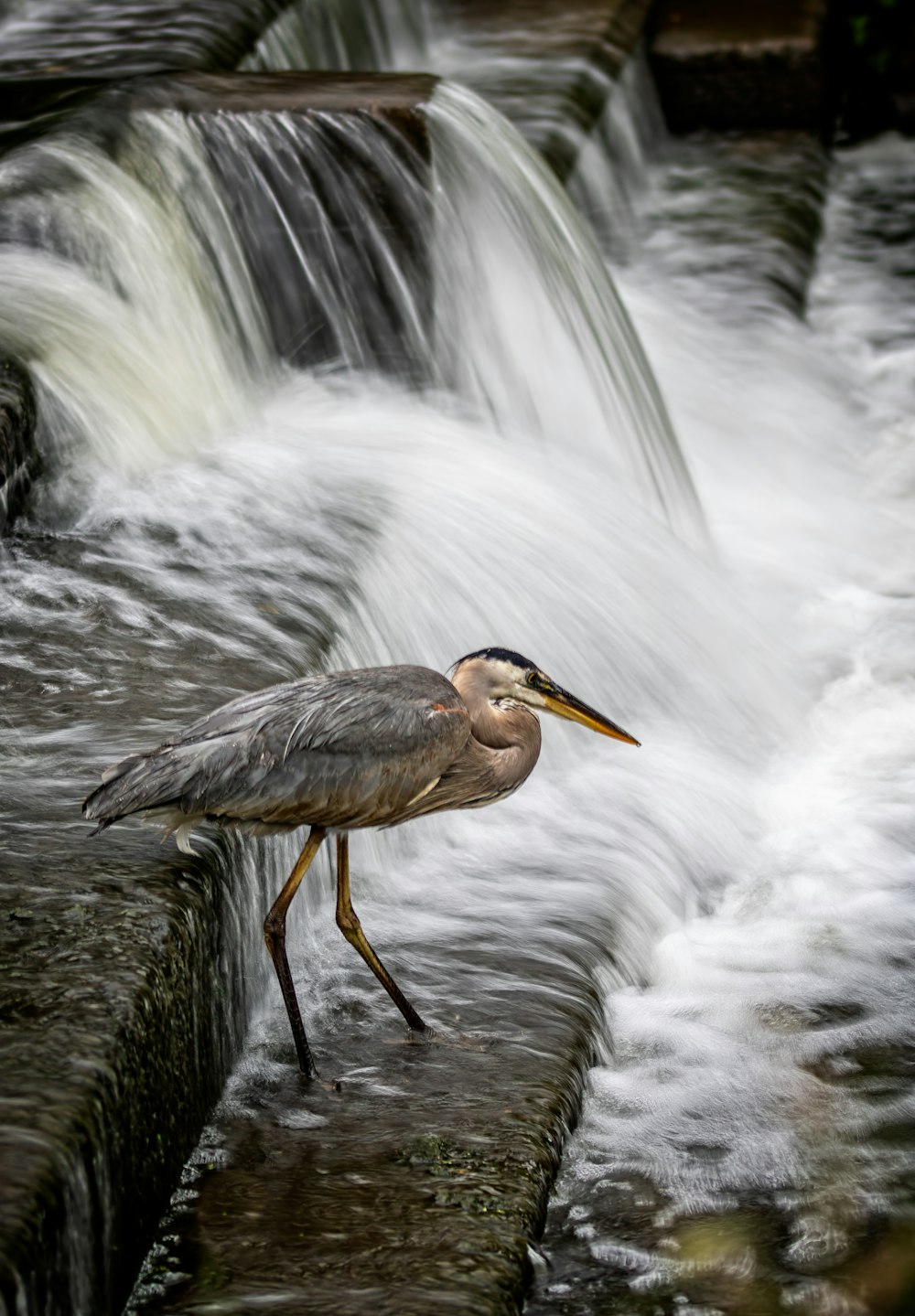 a bird standing on a ledge next to a waterfall