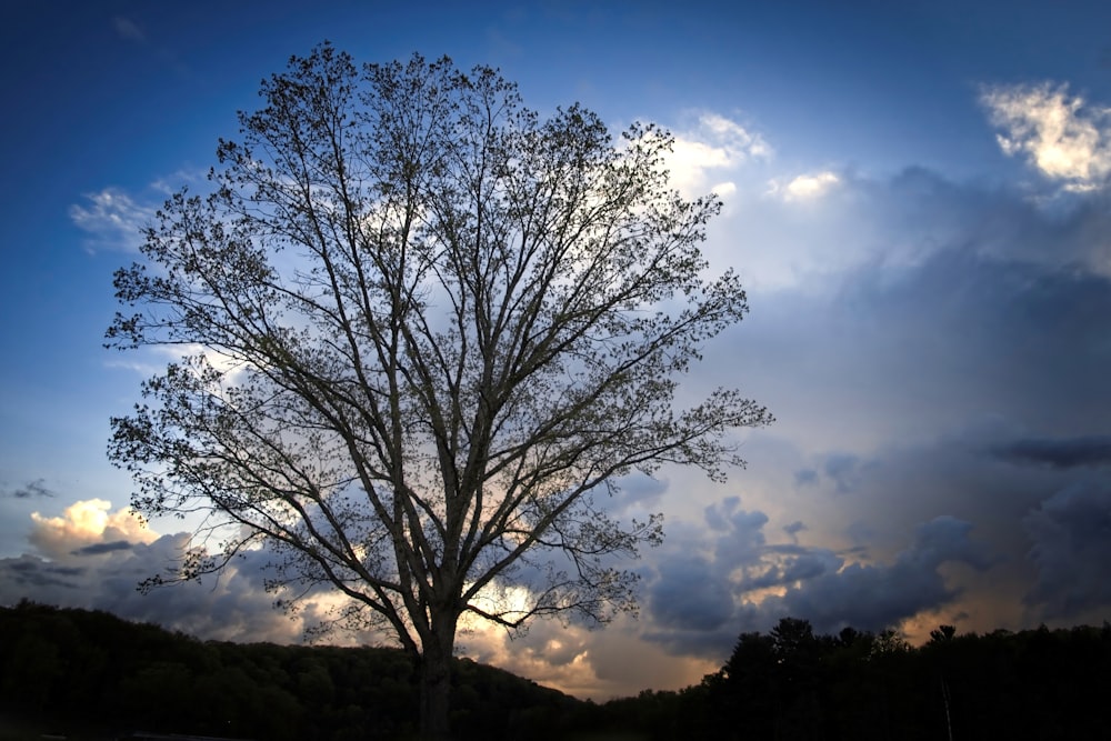 a lone tree is silhouetted against a cloudy sky