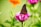 A monarch butterfly rests on a vibrant pink flower, its wings spread wide, showcasing the distinctive orange and black pattern. The background is softly blurred, with hints of green foliage and an out-of-focus orange flower.