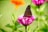 A monarch butterfly rests on a vibrant pink flower, its wings spread wide, showcasing the distinctive orange and black pattern. The background is softly blurred, with hints of green foliage and an out-of-focus orange flower.