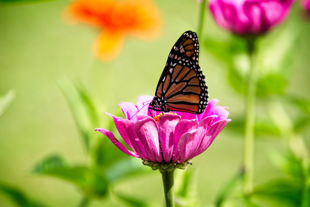 a butterfly sitting on top of a pink flower