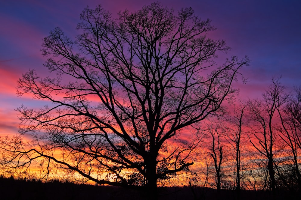 a tree is silhouetted against a colorful sky