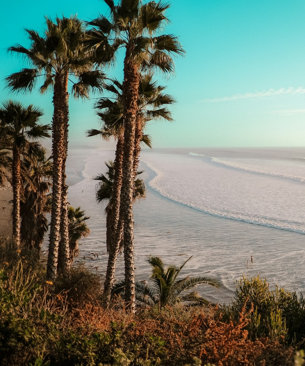 a group of palm trees next to the ocean