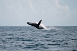 A majestic humpback whale breaching the ocean surface.