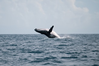 Close-up of a whale breaching the ocean surface