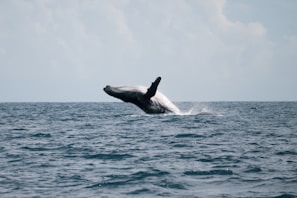 A majestic humpback whale breaching the ocean surface.