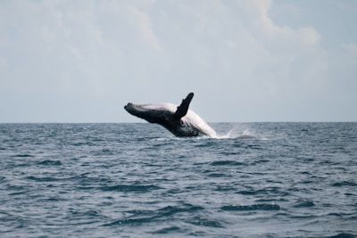 Close-up of a whale breaching the ocean surface
