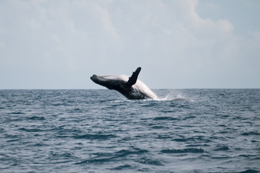 Ballena emergiendo de la superficie del océano con un vibrante atardecer de fondo durante un tour d