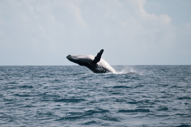 A whale breaching in ocean