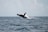 A breathtaking view of a humpback whale breaching the surface of the ocean against a clear blue sky.