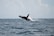 A breathtaking view of a humpback whale breaching the surface of the ocean against a clear blue sky.