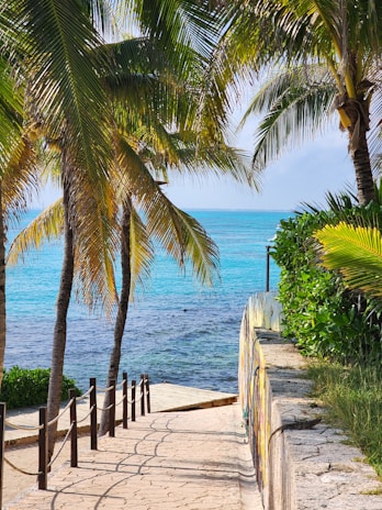 A peaceful beach path lined with palm trees leading to the sea.