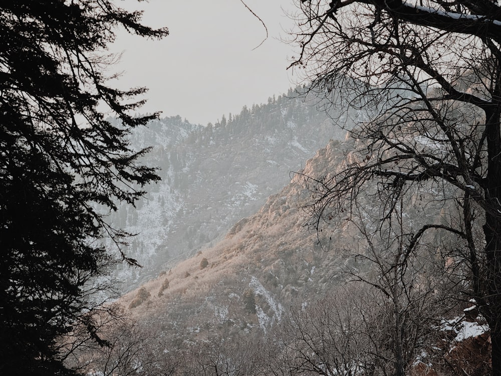 a snow covered mountain with trees and bushes