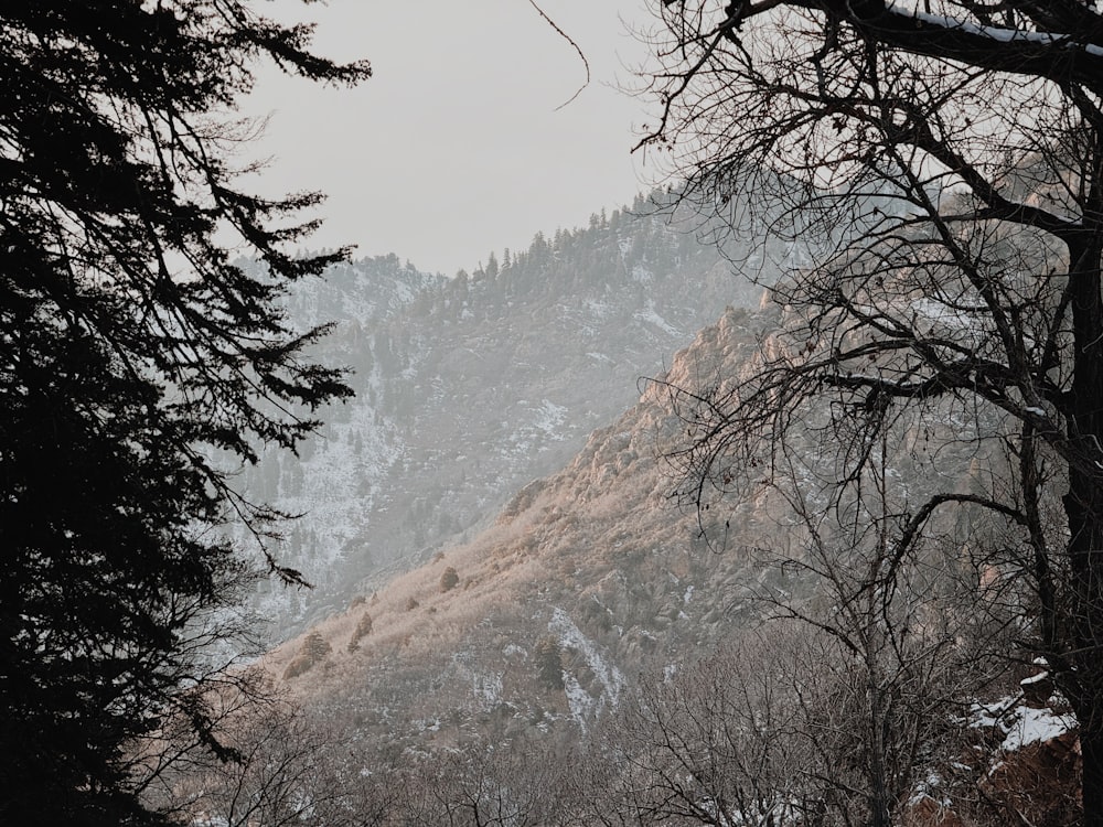 ein schneebedeckter Berg mit Bäumen und Sträuchern