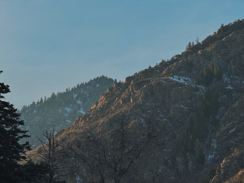 a mountain with trees and snow on it