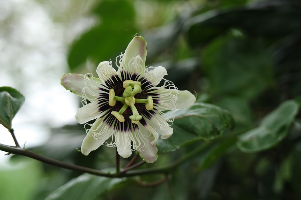 a close up of a flower on a tree branch