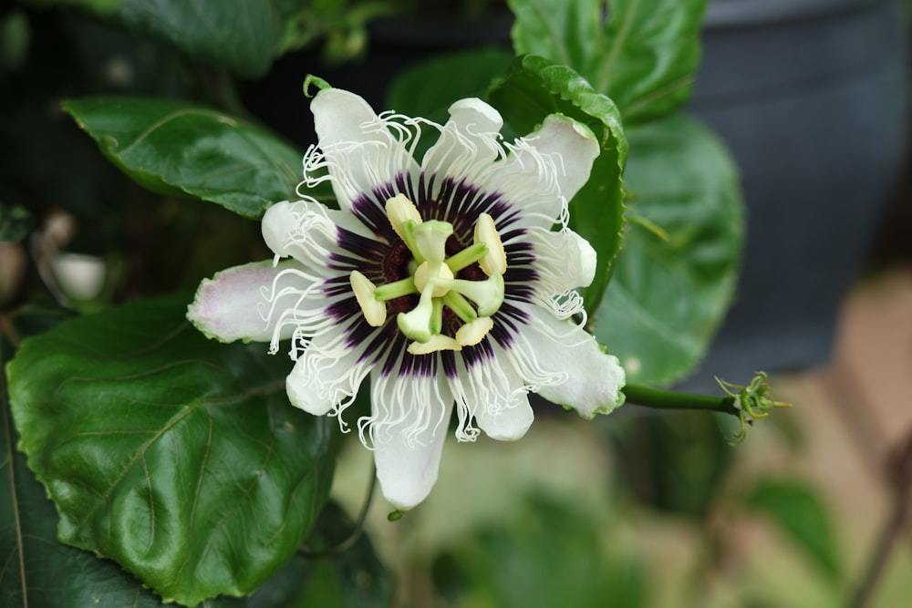 a close up of a flower on a plant