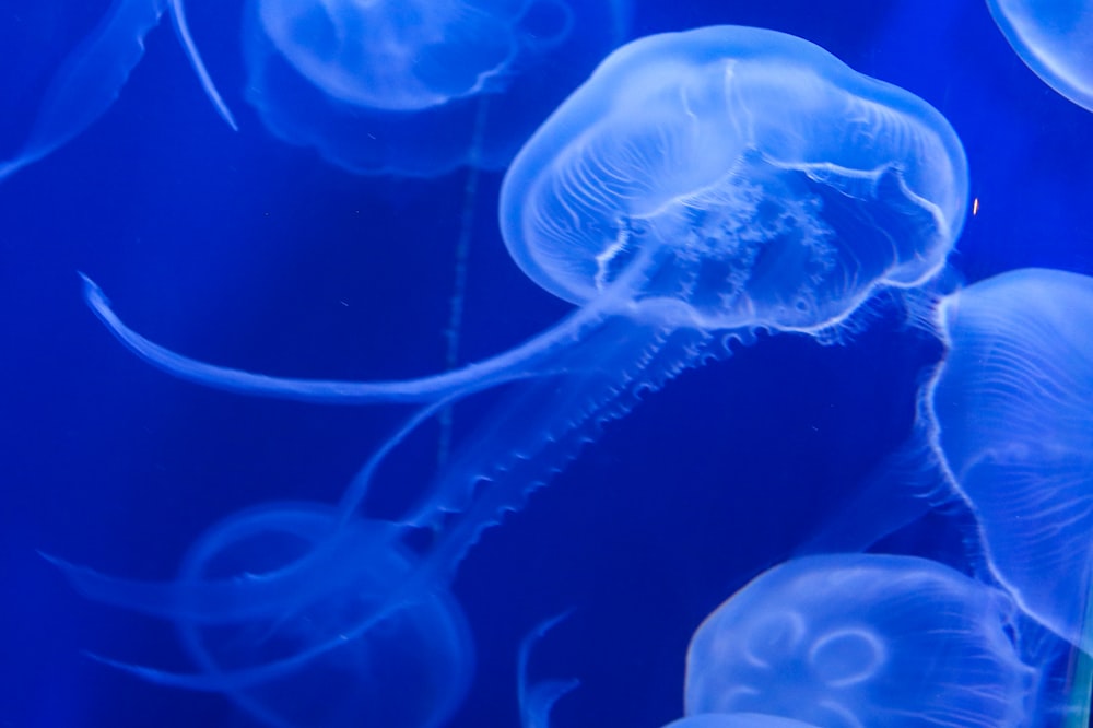a group of jellyfish swimming in a tank