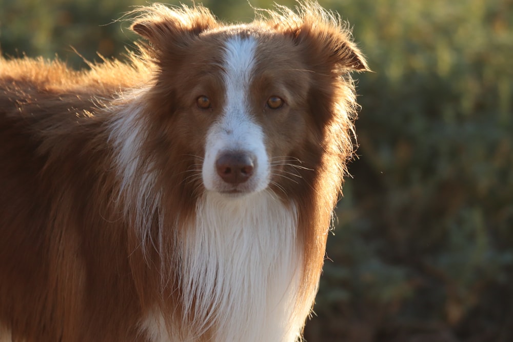 a brown and white dog standing next to a bush