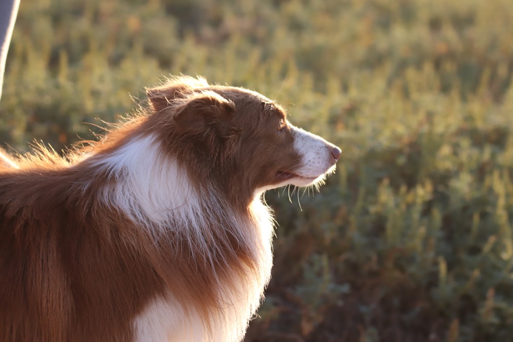 a brown and white dog standing next to a person