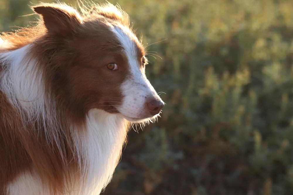 a brown and white dog standing in a field