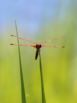 A dragonfly with red and translucent wings perched at the tip of a green grass blade. The background features a soft-focus gradient of green and blue, suggesting a natural and serene outdoor setting.